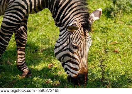 Zebra Mare Animal Grazing On Green Grass In Safari Park