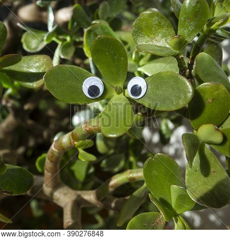 Crazy Googly Eyes - Creative Expression With Googly Eyes
