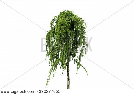 Juniper Tree Isolated On White Background. Green Juniper Isolated On White Background. Evergreen Con