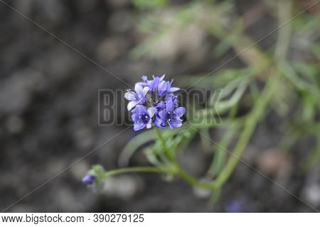 Bluehead Gilia Flower - Latin Name - Gilia Capitata