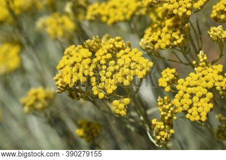 Italian Everlasting Yellow Flowers - Latin Name - Helichrysum Italicum