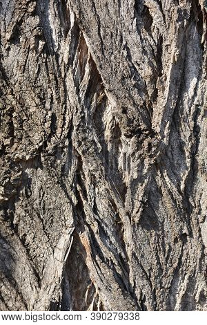 Lombardy Poplar Bark - Latin Name - Populus  Var. Italica Nigraa