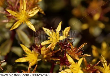 Flowers Of The Stonecrop Sedum Floriferum