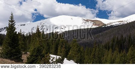 Snow Capped Diamond Peak Near Cameron Pass, Rises Above A Forest Of Beetle Killed Pine Trees In Roos