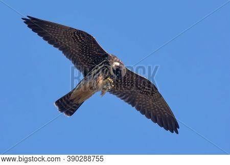 Adult Eurasian Hobby (falco Subbuteo) Flying With Dragonfly Catched In Claws