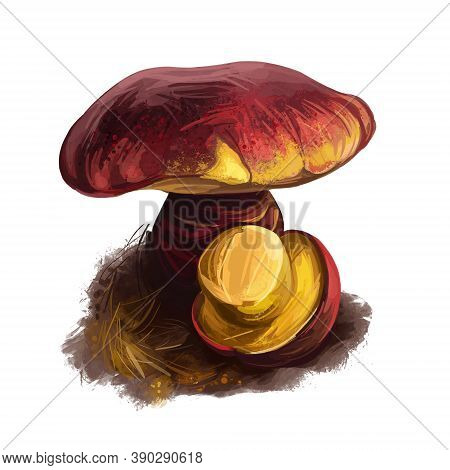 Boletus Loyo, Boletaceae Family Type Mushroom Digital Art Illustration. Clipart Vegetable Fungus Wit