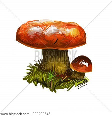 Boletus Rubriceps, Bolete Family Boletaceae Digital Art Illustration. Natural Plant Vegetable With C