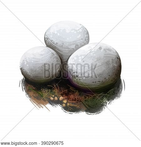 Bovista Nigrescens, Brown Puffball Or Black Bovist Mushroom Digital Art Illustration. Ecologic Plant