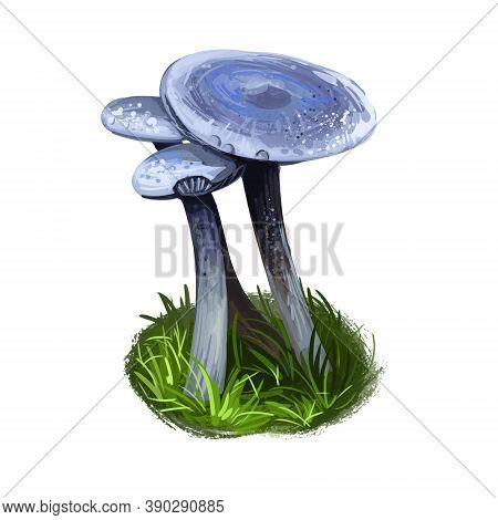 Cantharellula Umbonata, Polytrichum Type Family Digital Art Illustration. Vegetation Of Forest, Wood