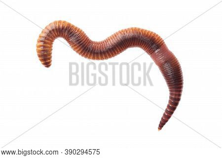 Macro Shot Of Red Worm Dendrobena, Earthworm Live Bait For Fishing Isolated On White Background.