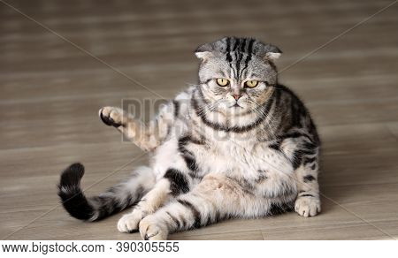 The Cat Sits On The Floor In An Unusual Position