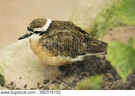 The Kittlitz's Plover  (charadrius Pecuarius) In Zoo.