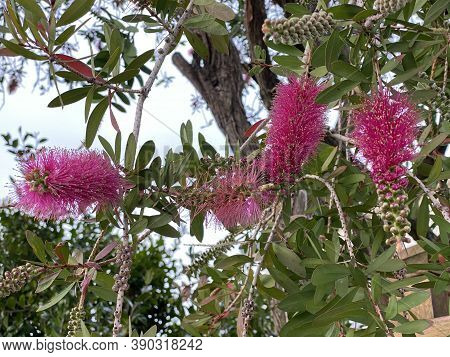 Photo Of Flower Of A Callistemon Hot Pink Bottlebrush, An Australian Tree With Large, Bright-pink, B