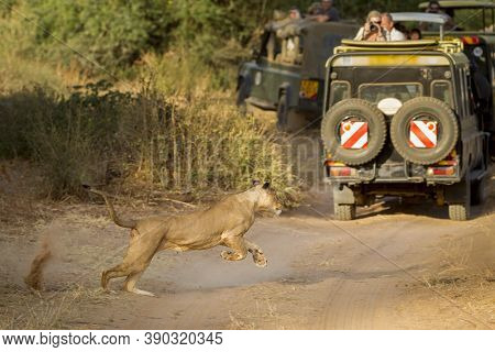 A Lioness Runs Close To A Safari Vehicle Full Of Tourists In Samburu National Reserve Kenya