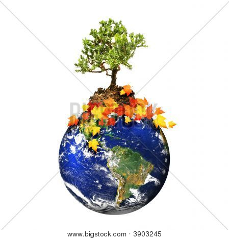 Terra con un albero isolato su sfondo bianco
