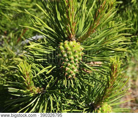 Lodgepole Pine (pinus Contorta) Cone On A Tree In Beartooth Mountains, Montana