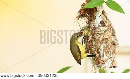 Sunbird And Baby Bird In A Nest At Thailand. Olive-backed Sunbird, Yellow-bellied Sunbird, Cinnyris 