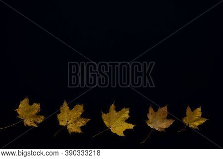 Yellow Old Maple Leaves On Black Background. Autumn Concept. Flat Lay. Halloween Concept. Copy Space
