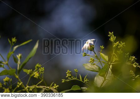 Shiuli Flower Or Night Flowering Jasmine With Selective Focus And Copy Space, Also Known As Hengra B