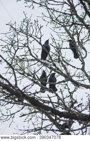 Four Crows Sit Perched In A Tree With No Leaves. Black Birds In Tree Branches. Fall Or Winter Settin