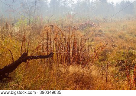 Glade Covered With Different Tall Withered Grass At Foggy Morning In Late Fall