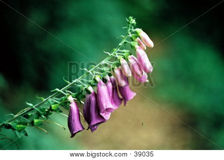 Foxglove