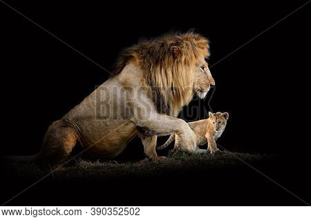 Close Up View Lion. Wild Animal Isolated On A Black Background