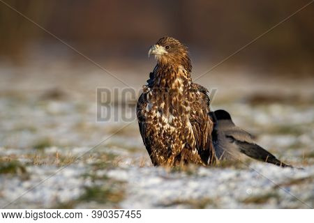 Juvenille White-tailed Eagle Sitting On White Grass In Winter