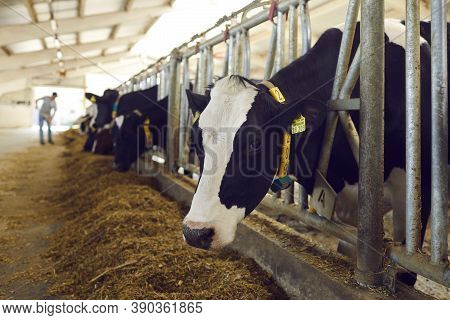 Ccows Head With Yellow Markings In Its Ears And Neck, Standing Behind A Metal Lattice In A Cowshed.