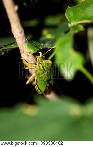 A Green Stink Bug, Palomena Prasina On A Small Branch.