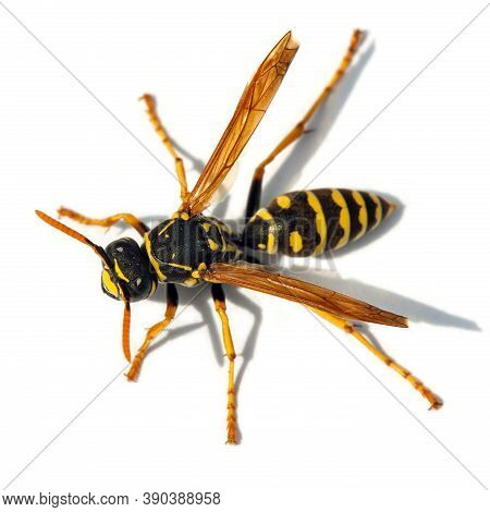 European Wasp German Wasp Or German Yellowjacket Isolateed On White Background In Latin Vespula Germ