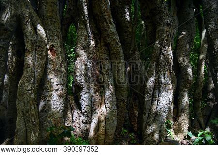 Green Old Tree With Branches In Indain Forest .