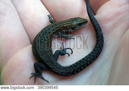 A Small Lizard In His Hands Against The Grass. Wild Reptile Close-up Held By Man, Textured