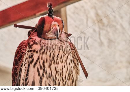Falcon Hunter Sits With A Mask On His Head. Eyes Of A Bird Of Prey On Falconry Closed Hood. Falcon W