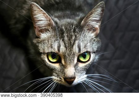 Cat Looks You In The Eye With A Dumb Question. Request A Pet In The Big Green Eyes. A Hungry Cat Ask