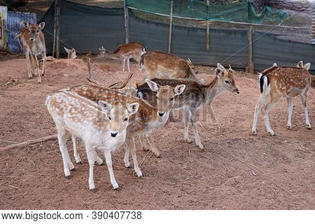 A Group Of Sika Deer On A Livestock Farm. Slender, Noble Sika Deer