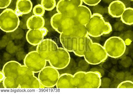 Creative Modern Yellow Vivid Bio Lambent Lights Pattern Digitally Made Texture Or Background Illustr