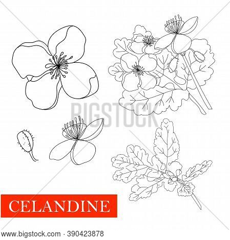Annual Herbaceous Plant Celandine, Celandine Root, Medicinal Plant. Non-traditional Medicine .. Line