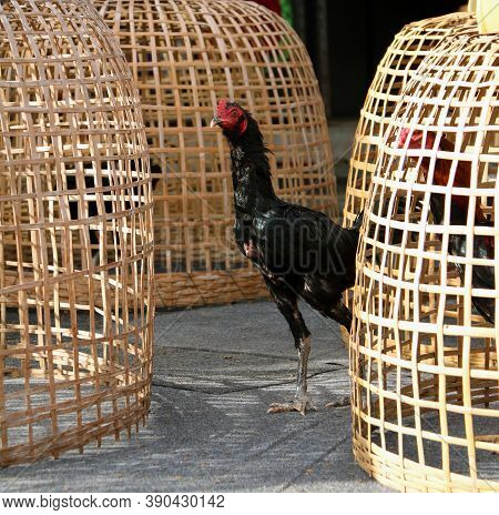 Black Rooster Stand Beside Thai Chicken Coop. It Is Fighting Cock, A Rooster Bred And Trained For Co