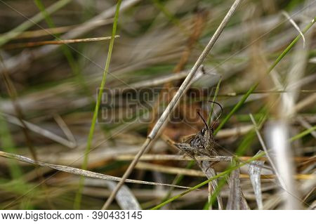 Cute Cricket Bug Looking At The Camera, Close-up Photo Of Cricket Insects