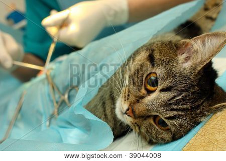 Kirurgisk sterilisering av katt i banian sjukhus