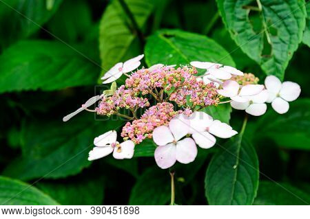Shrub With White Flowers Of Viburnum Opulus Plant, Known As Guelder Rose, Water Elder, Cramp Bark, S