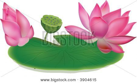 Lotus