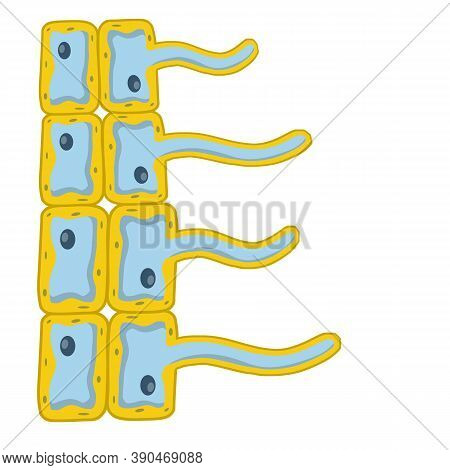 Stock Vector Cells Of Living Things Isolated On White
