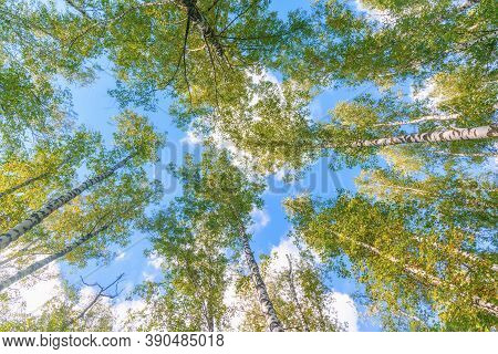 View From Below On The Crowns Of Birch Trees With Young Greenery Against The Blue Sky And Fluffy Clo