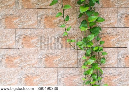 Branch of scindapsus devil s ivy on a brick wall background