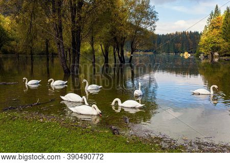 Flock of white swans on the lake Fuzine. Yellow trees are reflected in the lake. Lovely quiet lake in the Dolomites. Magnificent colors of autumn.
