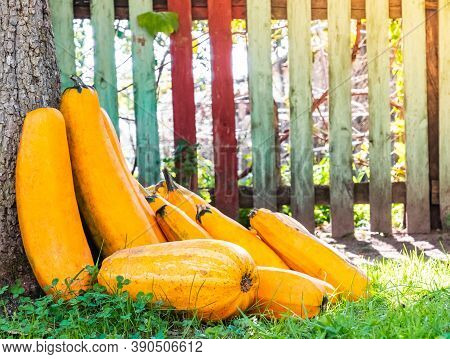 Yellow Squash. Fresh Yellow Zucchini At Green Grass Garden. Vegetable Marrow Courgette Or Zucchini. 