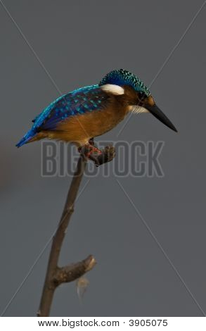 Malachite Kingfisher On Twig