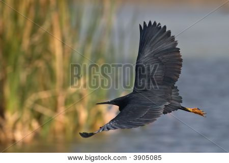 Black Heron